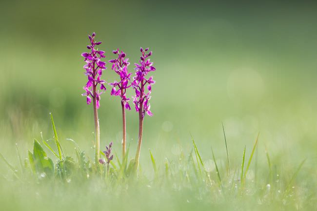 Westcountry Macro Workshop