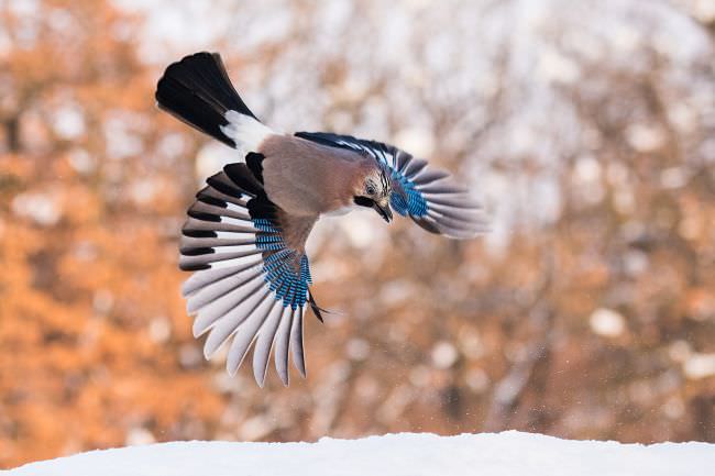 Greece & Bulgaria Winter Wildlife