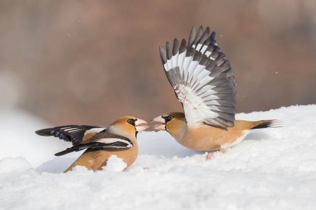 Greece & Bulgaria Winter Wildlife