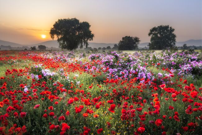 Bulgaria Spring Wildlife