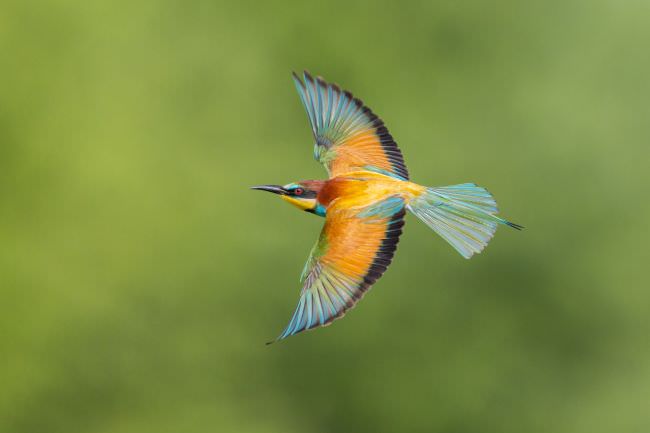 Bulgaria Spring Wildlife