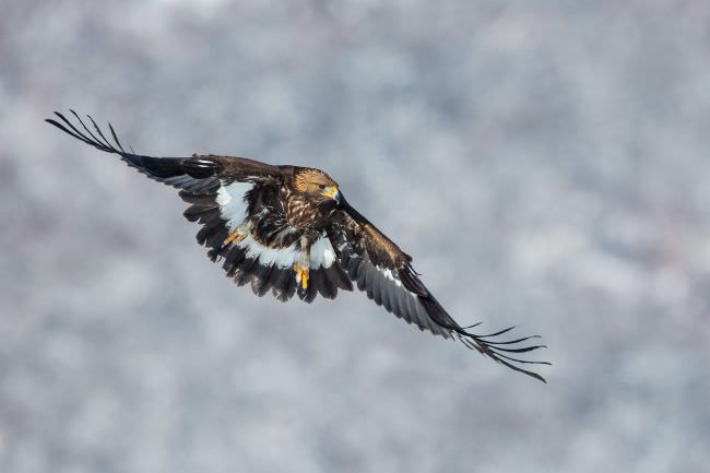 Greece & Bulgaria Winter Wildlife