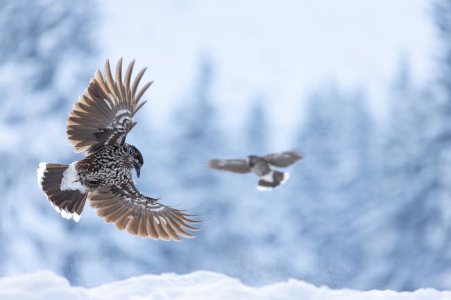 Greece & Bulgaria Winter Wildlife