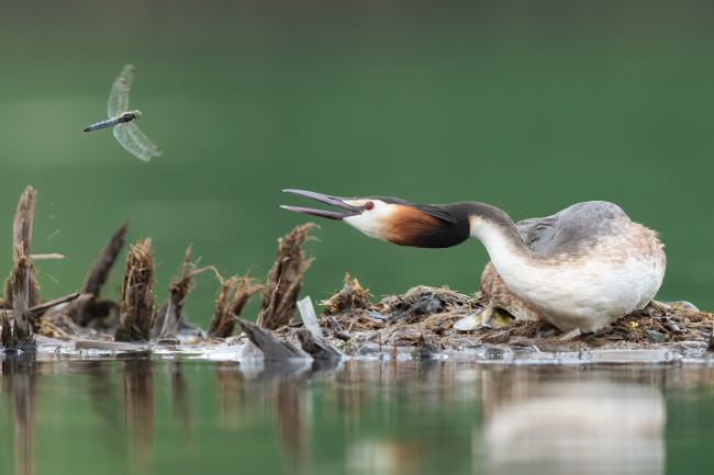 Bulgaria Spring Wildlife