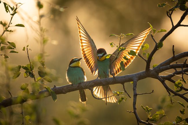 Bulgaria Spring Wildlife