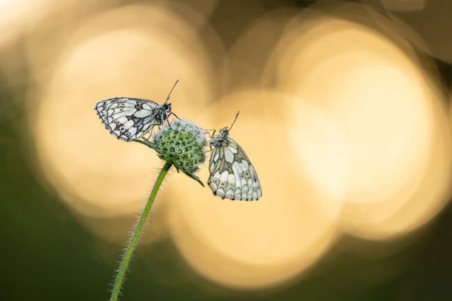 Westcountry Macro Workshop