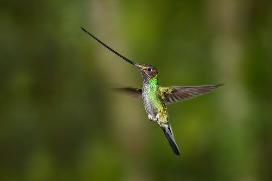 Ecuador