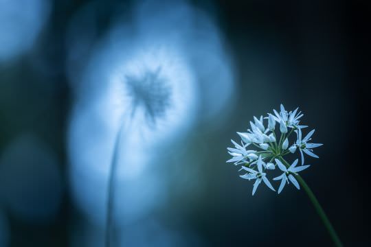 Westcountry Wildflowers & Macro Workshop