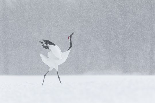 Wild Hokkaido in Winter