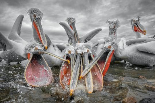 Pelicans of Lake Kerkini