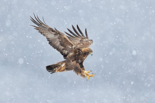 Greece & Bulgaria Winter Wildlife