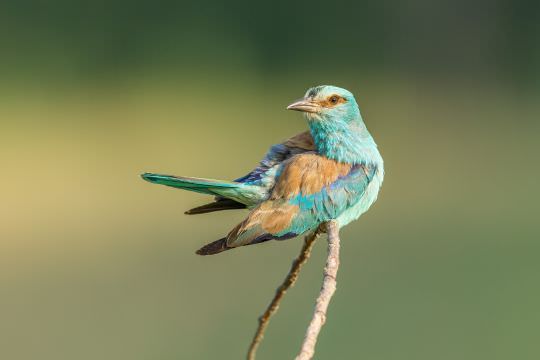 Bulgaria Summer Wildlife