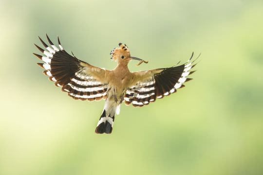 Bulgaria Spring Wildlife